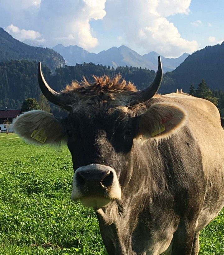 Travelista im Allgäu: Von glücklichen Kühen, Alpengedöns, Gaumenschmaus und Profi-Wander-Senioren…