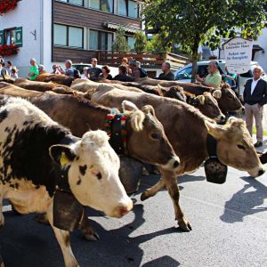 Viehscheid in Riezern